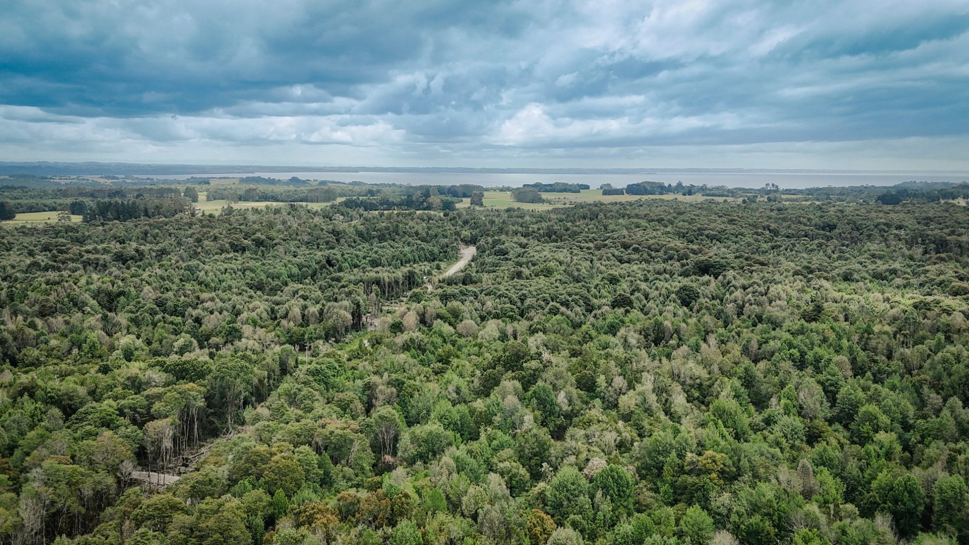 Bosque nativo con Coigües y Ulmos en parcelas de Puerto Varas