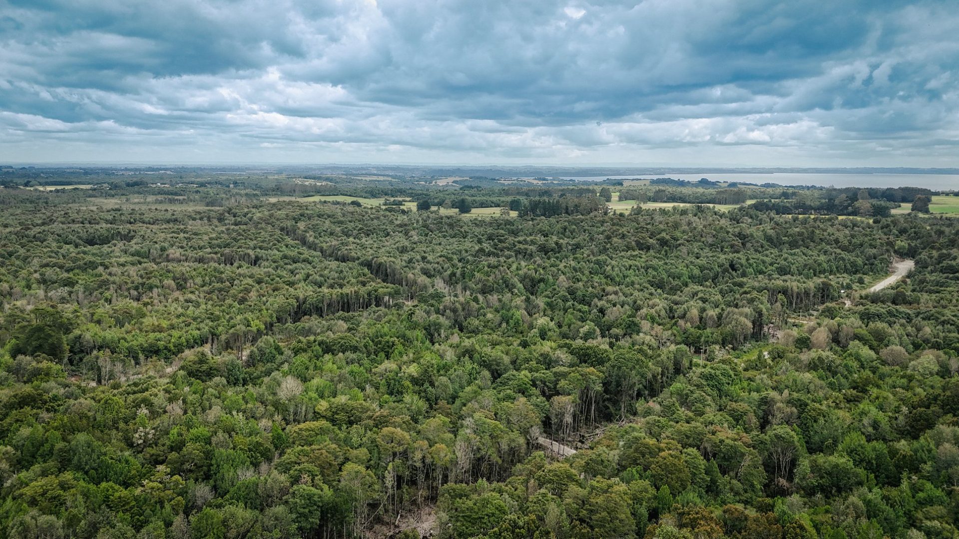 Camino interior entre bosque nativo Condominio Los Cauces